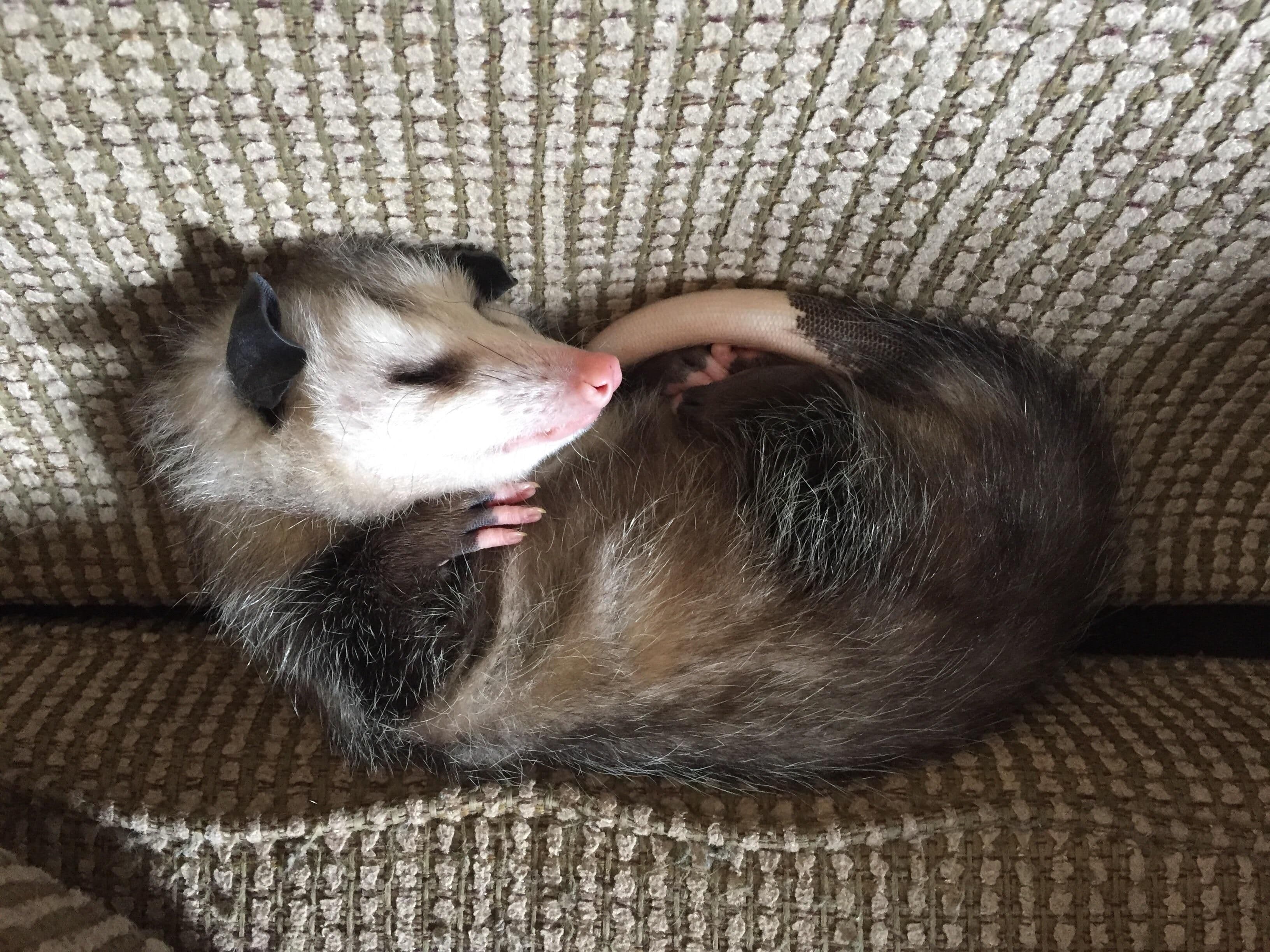 The Modern Data Stack - deceased or just drowsy?